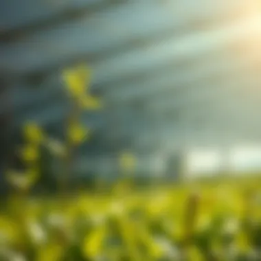 Magnificent Exploring the Role of Boron in Plant Growth and Development