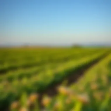 Magnificent Methods to Reduce Greenhouse Gas Emissions in Agriculture Magnificent Methods to Reduce Greenhouse Gas Emissions in Agriculture