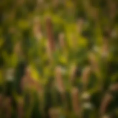 Magnificent Optimal Pre-Emergent Solutions for Managing Sandburs Magnificent Optimal Pre-Emergent Solutions for Managing Sandburs