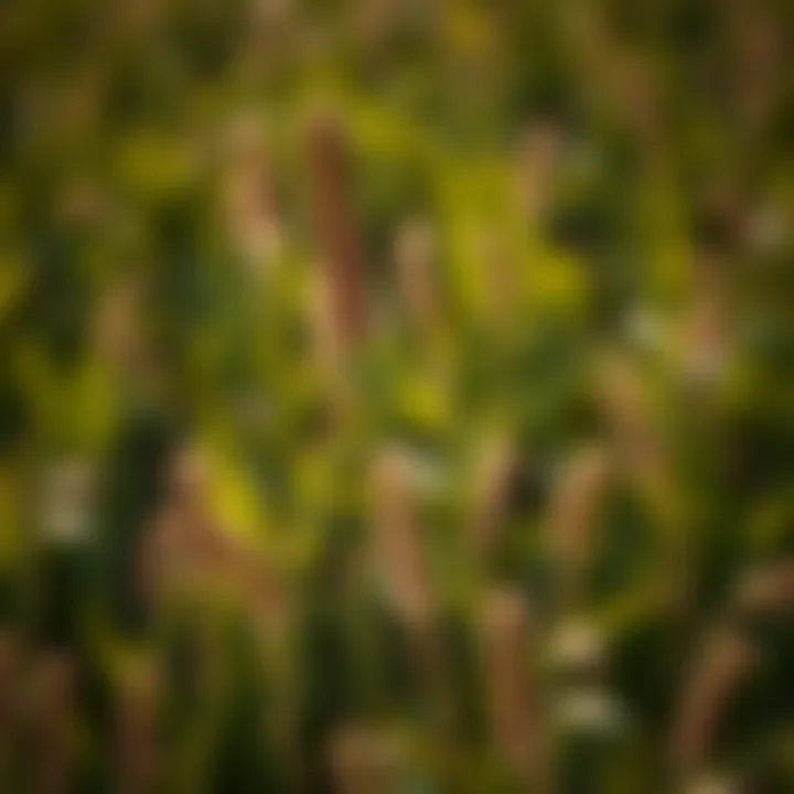 Magnificent Optimal Pre-Emergent Solutions for Managing Sandburs Magnificent Optimal Pre-Emergent Solutions for Managing Sandburs