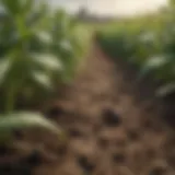 A close-up view of pest-resistant crops thriving in a field.