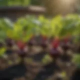 Vibrant beet seedlings in a garden bed