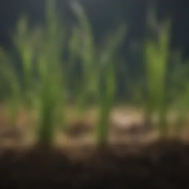 Close-up of Bermuda grass roots demonstrating adaptability to varied ground conditions.