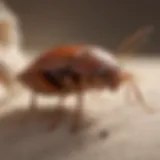 Close-up of a bed bug on fabric