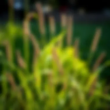 Diverse broadleaf weeds in Bermuda grass lawn