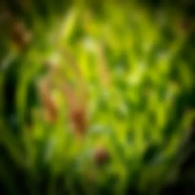 Environmental considerations for weed control