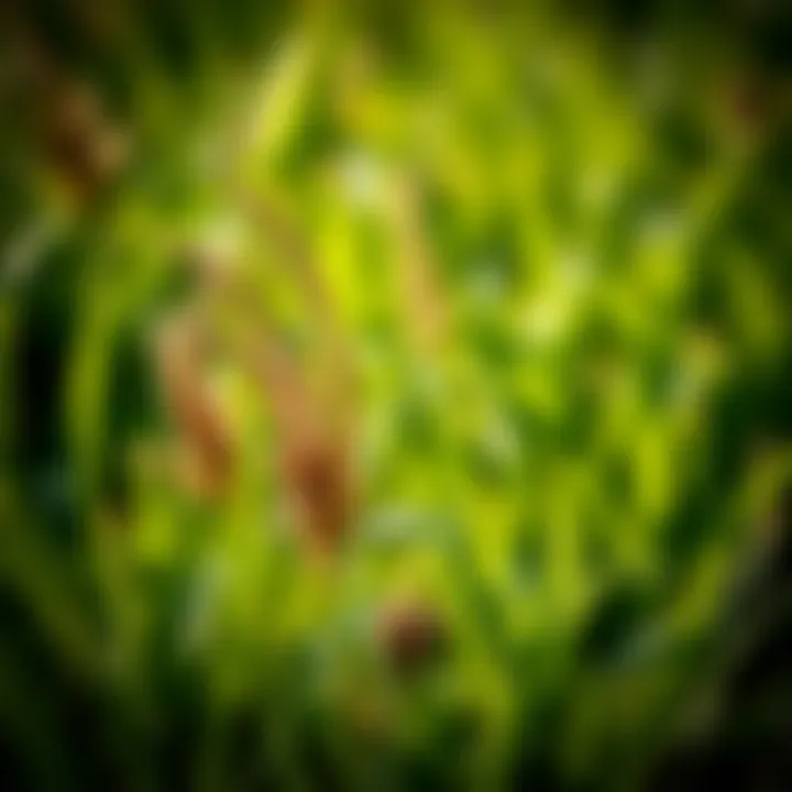 Environmental considerations for weed control