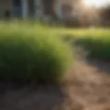 Lush green lawn showcasing Bermuda grass in a Central Texas yard