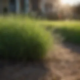 Lush green lawn showcasing Bermuda grass in a Central Texas yard