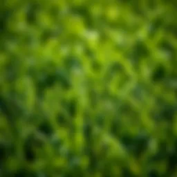 A lush green lawn featuring different types of grass.