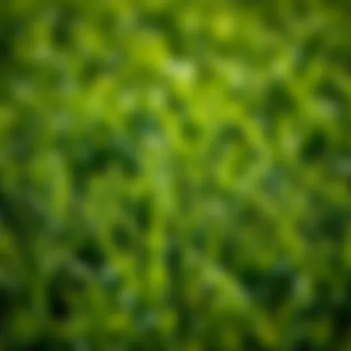 A lush green lawn featuring different types of grass.