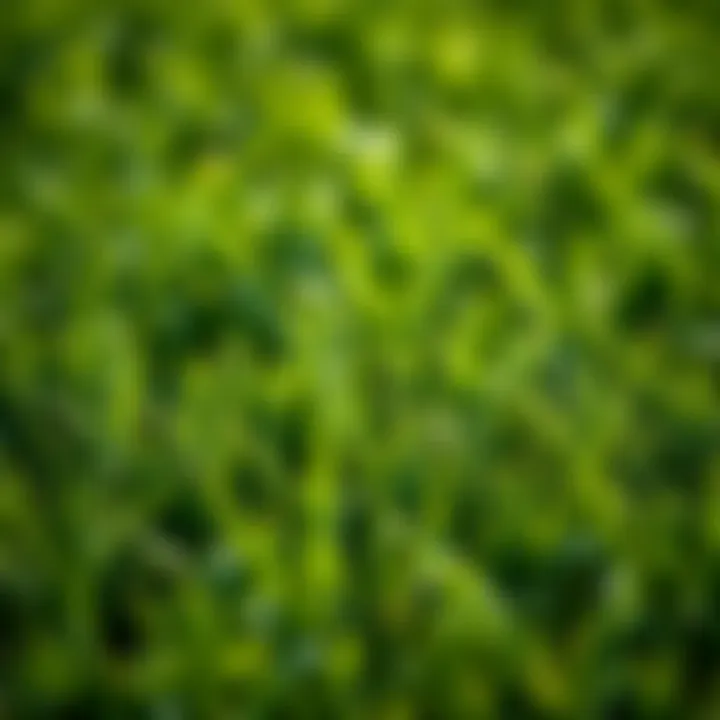 A lush green lawn featuring different types of grass.