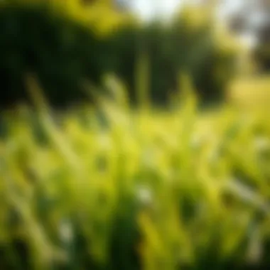 Warm-season grass thriving under sunny conditions.