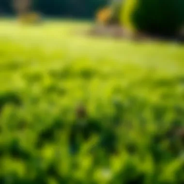 A well-maintained lawn with visible texture differences.