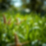 Common weeds found in fescue grass lawns