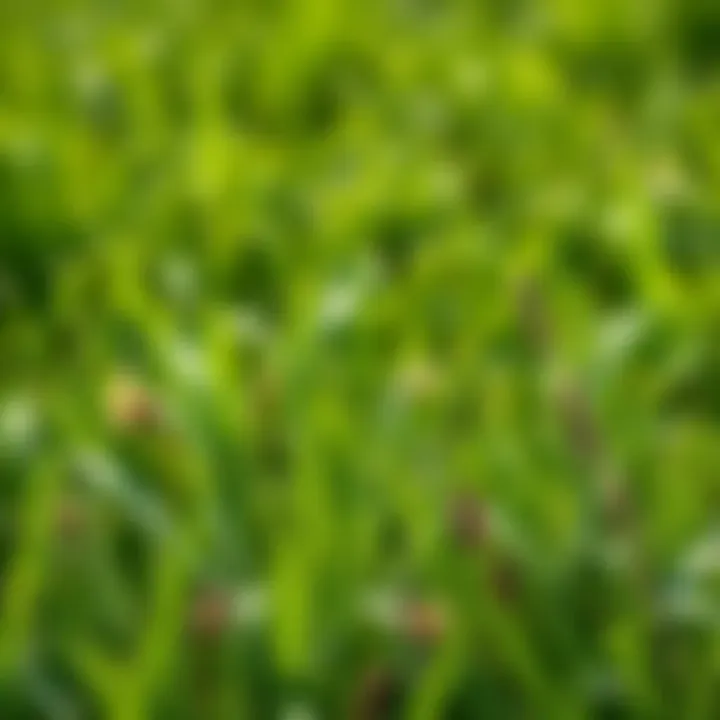 Eco-friendly weed management practices