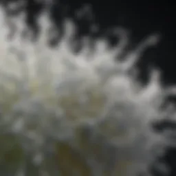 Chemical structure of bleach illustrating its components