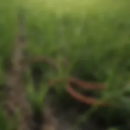 Vibrant centipede grass showcasing its lush green texture