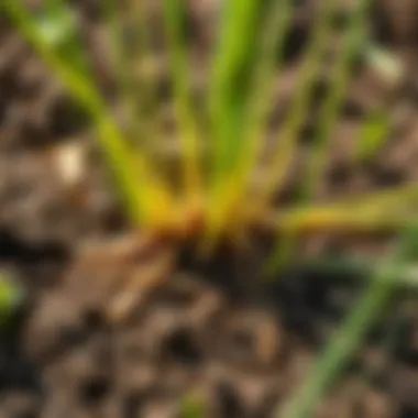 Healthy Roots of Centipede Grass in Soil Close-up of centipede grass roots and soil health