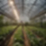 Innovative LED lighting setup in a greenhouse