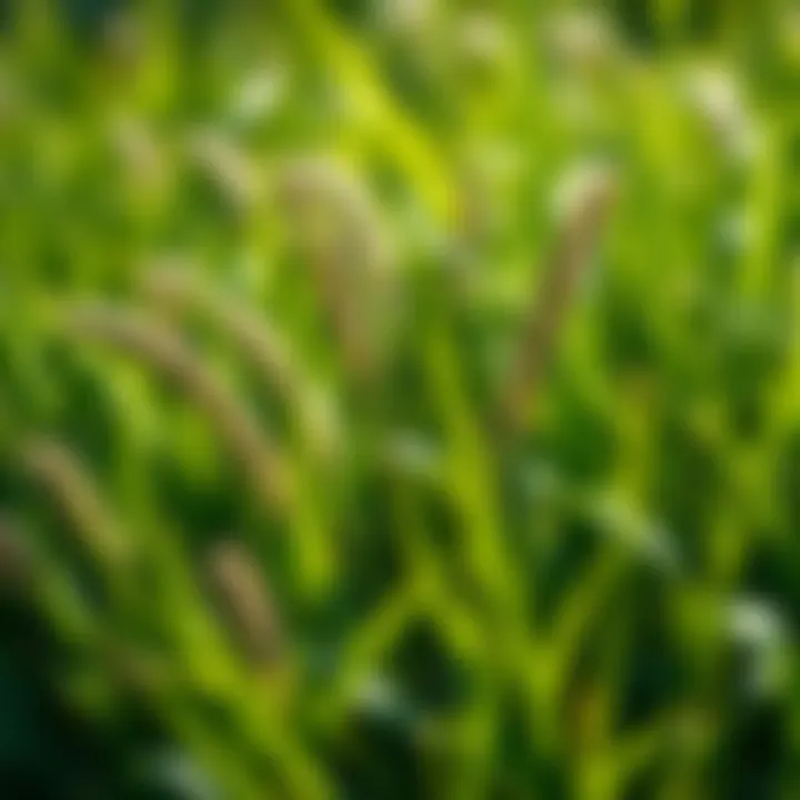 Diverse Grass Species for Mixing with Centipede Grass Diverse grass species showcasing compatibility