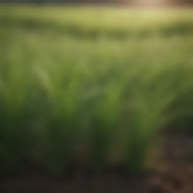 Vibrant field of annual ryegrass showcasing its lush green growth.