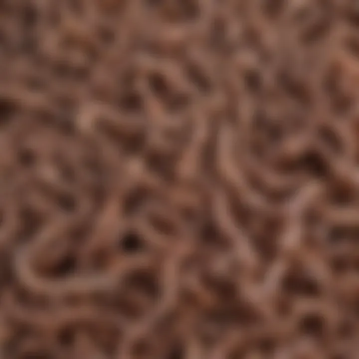 Illustration of various types of goat worms affecting livestock