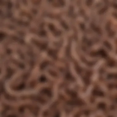 Common Types of Goat Worms Illustration of various types of goat worms affecting livestock