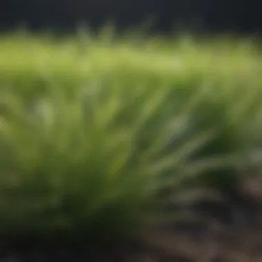 A close-up of a vibrant lawn showcasing different grass types