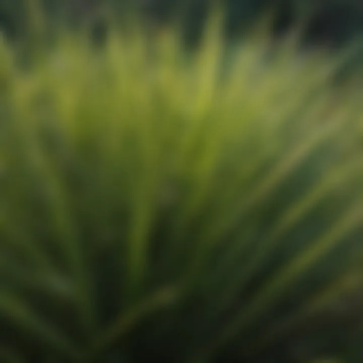 Close-up view of palmetto buffalo grass blades showcasing their texture