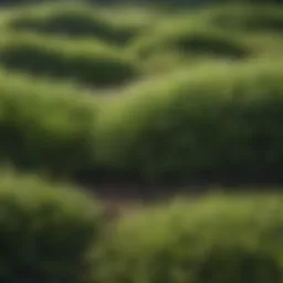 Different types of sod with rich green hues