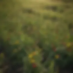 Diverse cover crop blends flourishing in a field