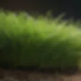 Close-up view of healthy creeping bentgrass blades