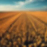 Expansive Grain Fields An aerial view of expansive grain fields under varying weather conditions.