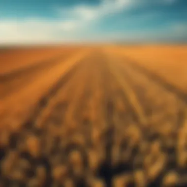 Expansive Grain Fields An aerial view of expansive grain fields under varying weather conditions.