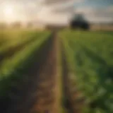 A lush green field showcasing sustainable agricultural practices