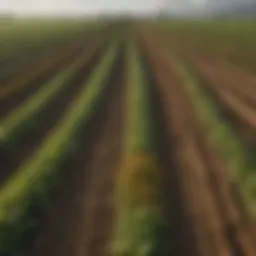 A scenic view of diverse crops cultivated in harmony with nature