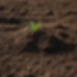 Close-up view of rich, dark soil ready for sod cultivation