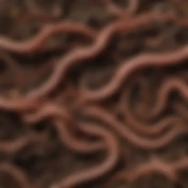 Biological Processes of Earthworms An illustration of the biological processes of earthworms enriching the soil.