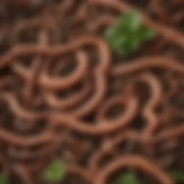 Diverse Earthworm Species A variety of earthworm species displayed alongside organic waste, showcasing their diverse diets.