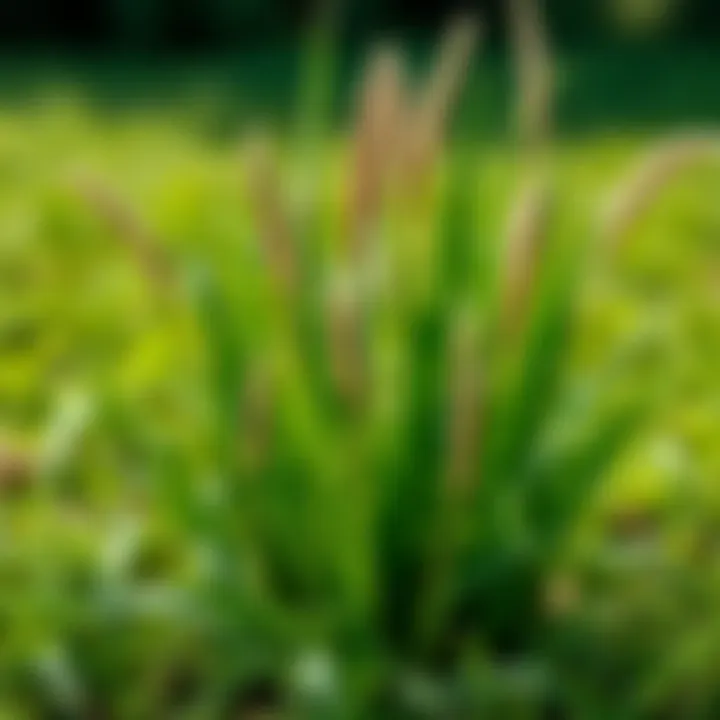 Ecological Advantages of Grass Mixtures in Lawns Ecological benefits of mixed grass lawns