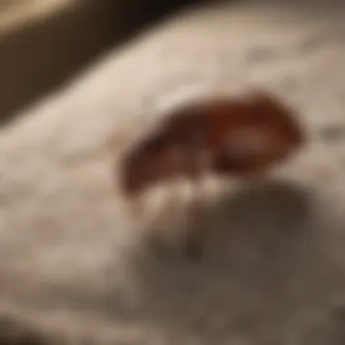 Safe application methods for bed bug sprays