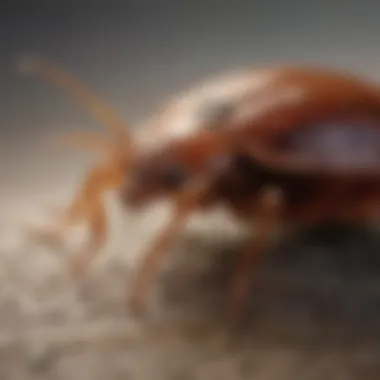 Long-term strategies for bed bug management