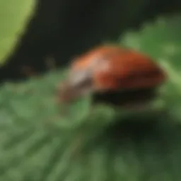 Close-up view of a stink bug on a leaf