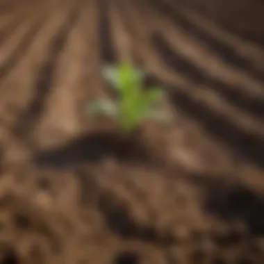 A close-up of fertile soil ready for agricultural use, symbolizing the potential of inexpensive land.