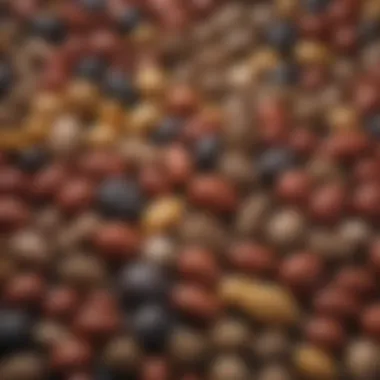 Diverse Seed Varieties from the Amazon Illustration of seed varieties native to the Amazon rainforest
