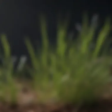 Close-up of Bahia grass seed