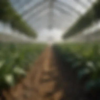 Greenhouse utilizing dawg heaters for crop cultivation