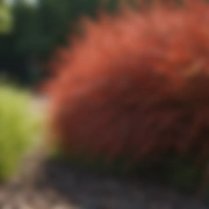 Healthy creeping red fescue growing in shaded area