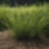 Close-up of fine fescue blades showcasing texture